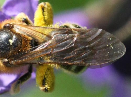 Lasioglossum xanthopus